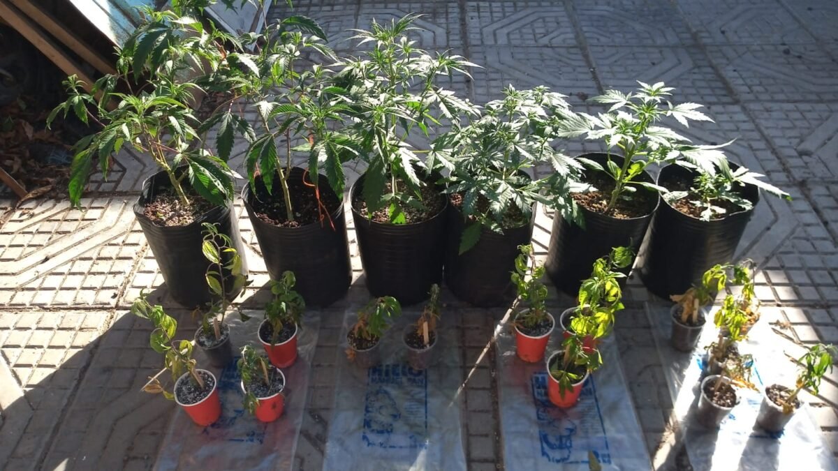 Esquel: desarticulan un punto de venta de drogas que operaba como “kiosco” y delivery