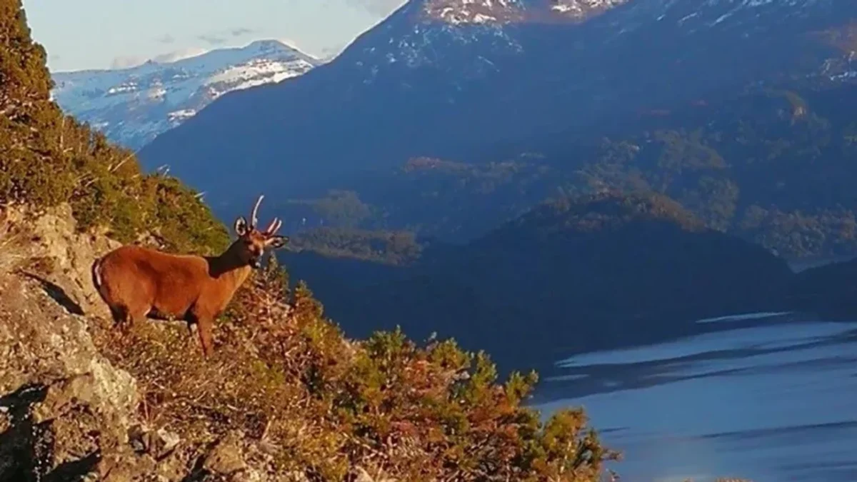 Incendio en el Parque Nacional Los Alerces: cómo sigue el operativo tras el fuego